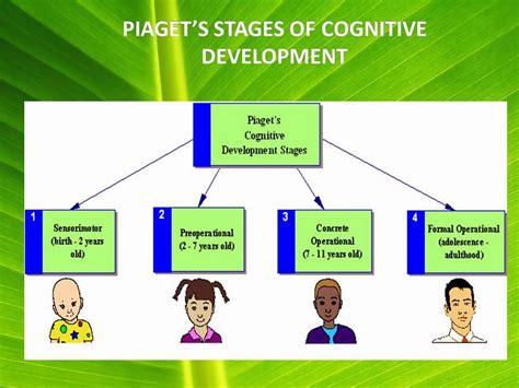 piaget's model of development.